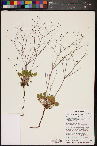 Eriogonum inflatum image