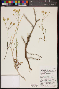 Senecio lemmonii image