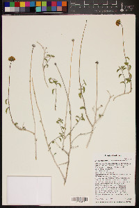 Encelia resinifera subsp. resinifera image