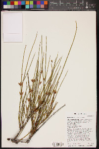 Ephedra trifurca image