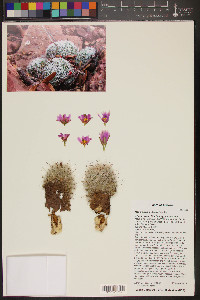 Mammillaria grahamii image