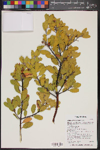 Arctostaphylos pungens image