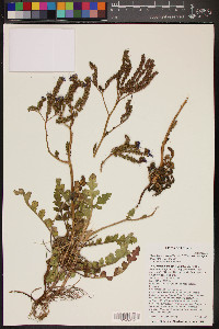 Phacelia crenulata image