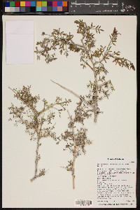 Psorothamnus fremontii image