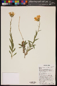 Xylorhiza tortifolia image