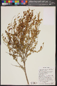 Keckiella antirrhinoides subsp. microphylla image