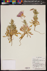 Oenothera albicaulis image