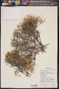 Eriogonum heermannii var. sulcatum image