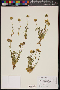 Erigeron compositus image