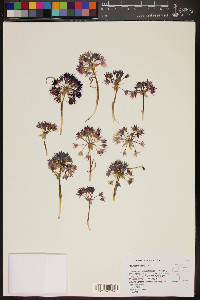 Allium atrorubens image