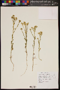 Lepidium montanum image