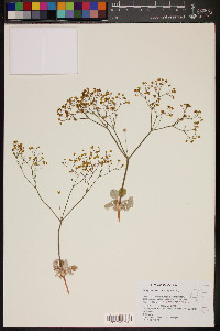 Eriogonum pusillum image