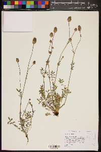 Poterium sanguisorba image