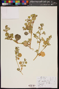 Trianthema portulacastrum image