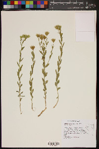 Brickellia oblongifolia image