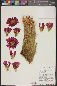 Echinocereus engelmannii subsp. engelmannii image