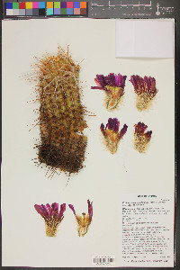 Echinocereus engelmannii image