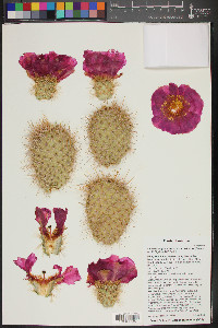 Opuntia polyacantha var. erinacea image