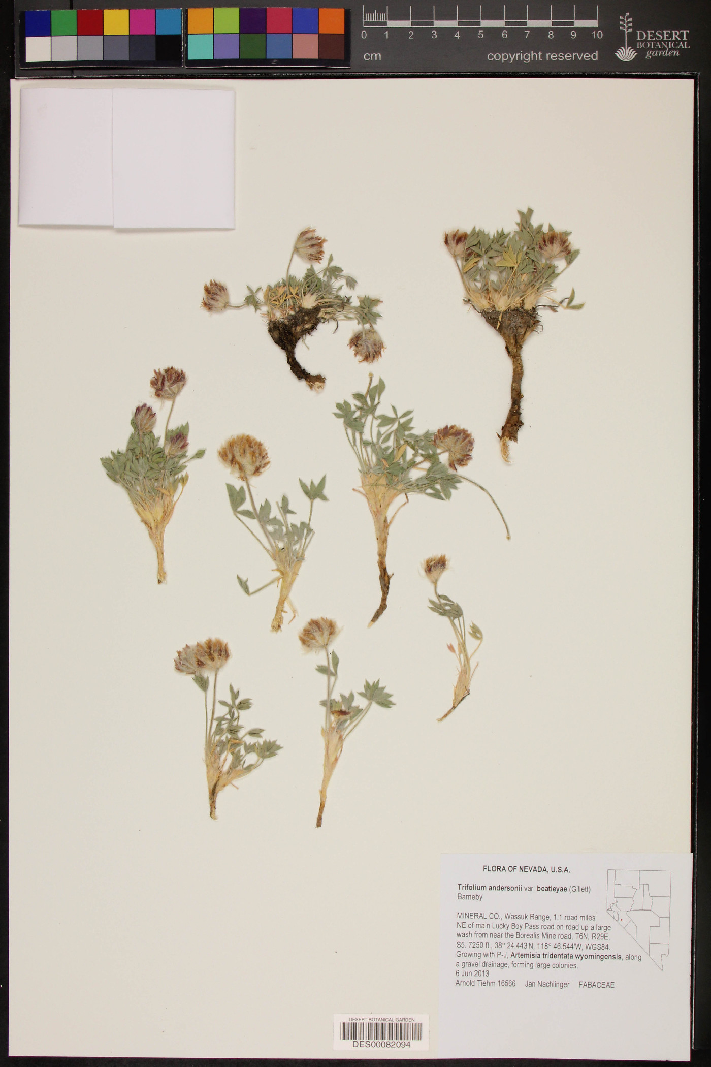 Trifolium andersonii image