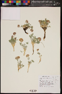 Trifolium andersonii var. beatleyae image