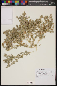 Atriplex argentea image