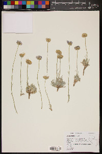 Erigeron argentatus image