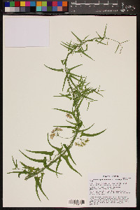 Funastrum heterophyllum image