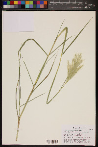 Bothriochloa barbinodis image