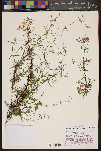 Cottsia gracilis image