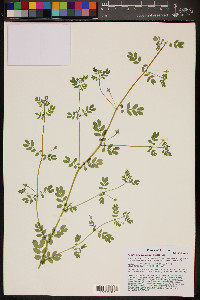 Kallstroemia californica image