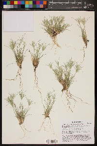 Dasyochloa pulchella image