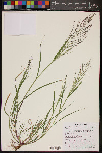 Leptochloa panicea image