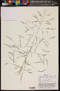 Aristida ternipes image