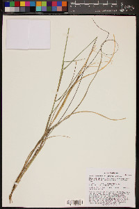 Aristida ternipes image