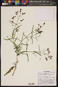 Mirabilis coccinea image