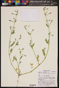 Kallstroemia parviflora image