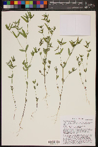 Chamaesyce hyssopifolia image