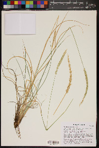 Setaria macrostachya image