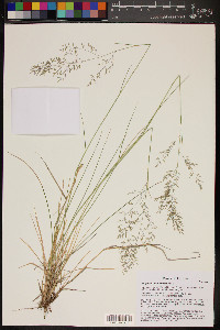 Eragrostis lehmanniana image