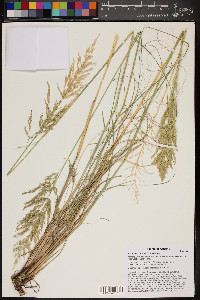 Eragrostis curvula image