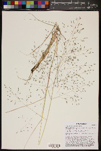 Eragrostis intermedia image