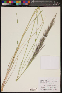 Muhlenbergia emersleyi image