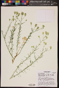 Brickellia eupatorioides var. chlorolepis image