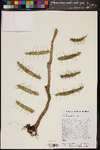 Opuntia taylorii image