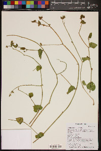 Mirabilis laevis image