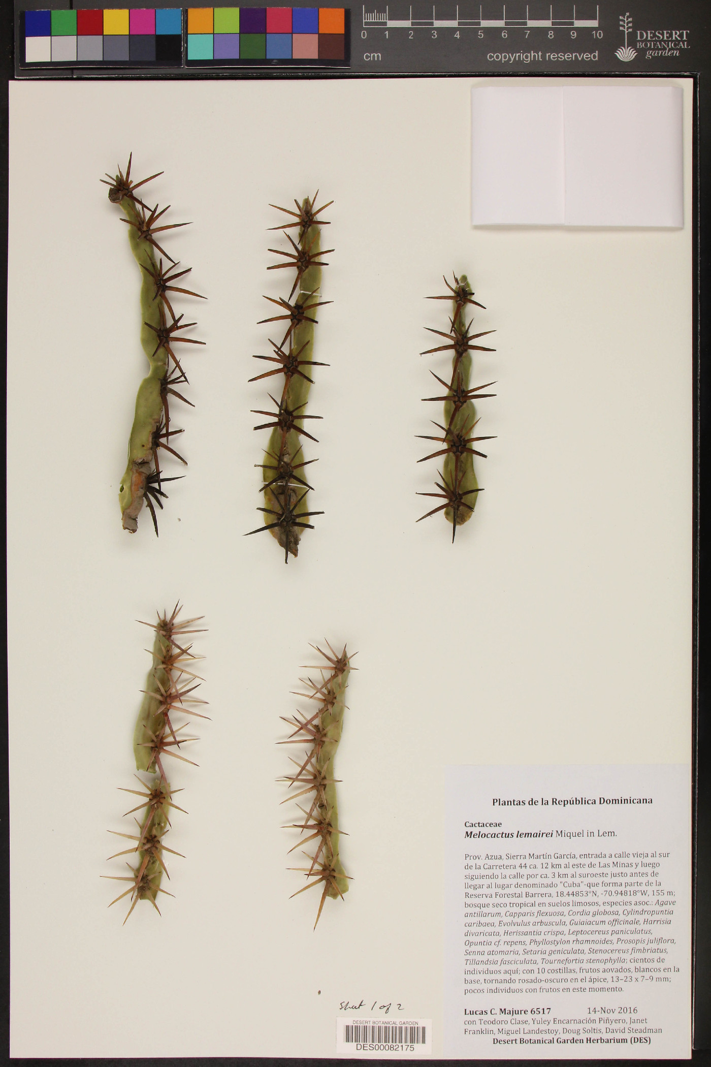 Melocactus lemairei image