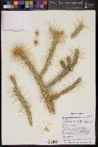 Cylindropuntia echinocarpa image