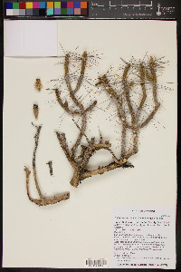 Cylindropuntia ramosissima image