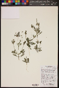 Eucrypta chrysanthemifolia image