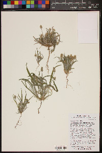 Plantago ovata image